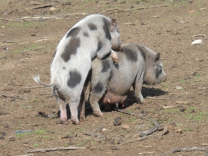 Parco Animali