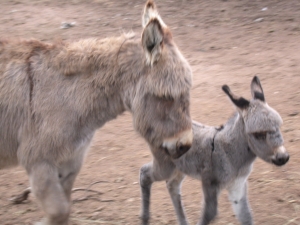 Parco Animali