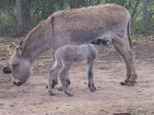 Parco Animali