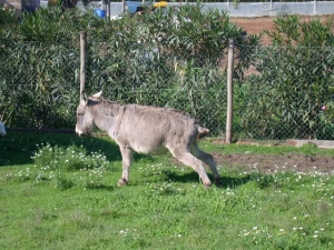 Parco Animali