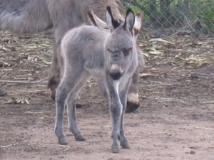 Parco Animali