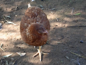 Parco Animali
