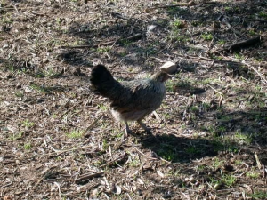 Parco Animali