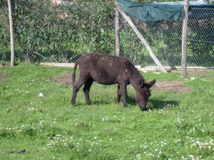 Parco Animali
